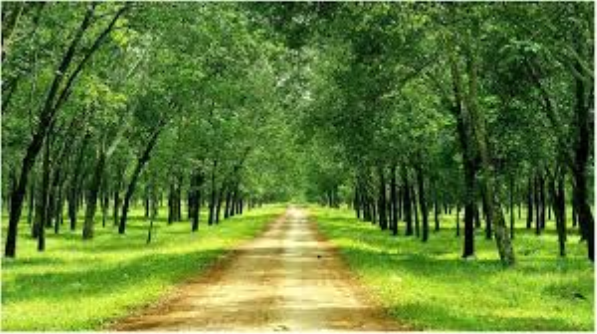 Phần mềm quản lý doanh nghiệp ngành cao su